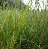 ostřice nedošáchor <i>(Carex pseudocyperus)</i> / Habitus