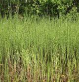 přeslička poříční <i>(Equisetum fluviatile)</i> / Habitus