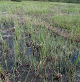 ostřice bažinná <i>(Carex limosa)</i> / Porost