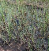 ostřice bažinná <i>(Carex limosa)</i> / Habitus