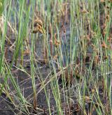 ostřice bažinná <i>(Carex limosa)</i> / Habitus