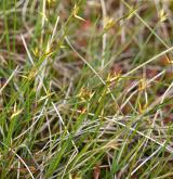 ostřice chudokvětá <i>(Carex pauciflora)</i> / Habitus