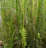 sevlák potoční <i>(Sium latifolium)</i> / Habitus