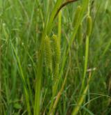 ostřice nedošáchor <i>(Carex pseudocyperus)</i> / Plod