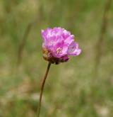 trávnička obecná <i>(Armeria vulgaris)</i> / Květ/Květenství