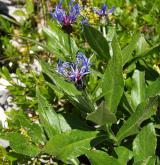 chrpa horská <i>(Centaurea montana)</i> / Habitus