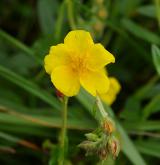 devaterník velkokvětý <i>(Helianthemum grandiflorum)</i>