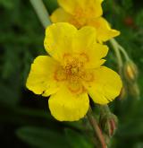 devaterník velkokvětý <i>(Helianthemum grandiflorum)</i> / Květ/Květenství