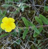 devaterník velkokvětý <i>(Helianthemum grandiflorum)</i> / Habitus