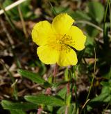 devaterník velkokvětý <i>(Helianthemum grandiflorum)</i> / Květ/Květenství