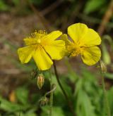 devaterník velkokvětý <i>(Helianthemum grandiflorum)</i> / Květ/Květenství