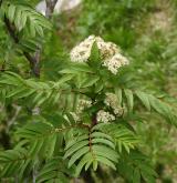 jeřáb ptačí <i>(Sorbus aucuparia)</i>