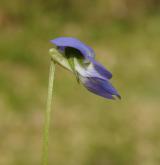 violka psí <i>(Viola canina)</i> / Květ/Květenství