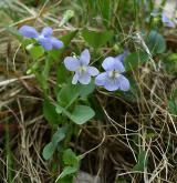 violka psí <i>(Viola canina)</i> / Habitus