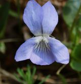 violka psí <i>(Viola canina)</i>