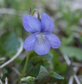 violka Rivinova <i>(Viola riviniana)</i>