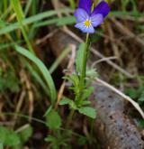 violka trojbarevná <i>(Viola tricolor)</i> / Habitus
