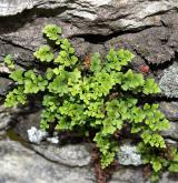 sleziník routička <i>(Asplenium ruta-muraria)</i> / Habitus