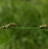 ostřice černoklasá <i>(Carex melanostachya)</i> / Plod