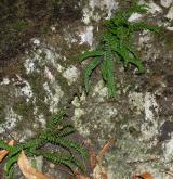 sleziník červený <i>(Asplenium trichomanes)</i> / Habitus