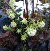 devětsil bílý <i>(Petasites albus)</i> / Habitus