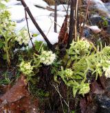 devětsil bílý <i>(Petasites albus)</i> / Habitus