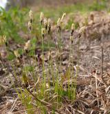 ostřice horská <i>(Carex montana)</i> / Habitus