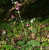 kakost hnědočervený <i>(Geranium phaeum)</i> / Habitus