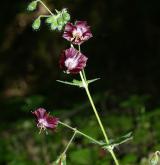 kakost hnědočervený <i>(Geranium phaeum)</i> / Květ/Květenství