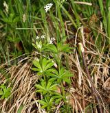 svízel vonný <i>(Galium odoratum)</i> / Habitus