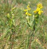 kručinka německá <i>(Genista germanica)</i> / Habitus