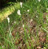 ostřice třeslicovitá <i>(Carex brizoides)</i> / Habitus