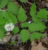 samorostlík klasnatý <i>(Actaea spicata)</i> / Habitus