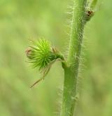 řepík vonný <i>(Agrimonia procera)</i> / Plod