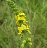 řepík vonný <i>(Agrimonia procera)</i> / Květ/Květenství