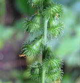 řepík vonný <i>(Agrimonia procera)</i> / Plod