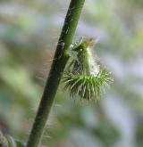 řepík vonný <i>(Agrimonia procera)</i> / Plod