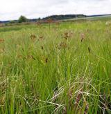 ostřice přioblá <i>(Carex diandra)</i> / Habitus