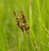 ostřice přioblá <i>(Carex diandra)</i> / Plod