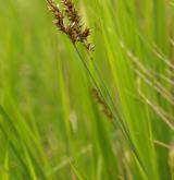 ostřice přioblá <i>(Carex diandra)</i> / Habitus