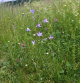 zvonek rozkladitý <i>(Campanula patula)</i> / Habitus