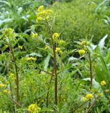 rukev bažinná <i>(Rorippa palustris)</i> / Květ/Květenství