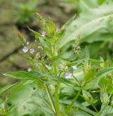 rozrazil drchničkovitý <i>(Veronica anagallis-aquatica)</i> / Habitus