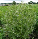 rozrazil drchničkovitý <i>(Veronica anagallis-aquatica)</i> / Habitus