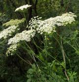 hladýš širolistý <i>(Laserpitium latifolium)</i> / Květ/Květenství