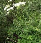 hladýš širolistý <i>(Laserpitium latifolium)</i> / Habitus