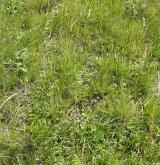 Subkontinentální širokolisté suché trávníky <i>(Cirsio-Brachypodion pinnati)</i> / Detail porostu