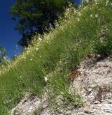 Subkontinentální širokolisté suché trávníky <i>(Cirsio-Brachypodion pinnati)</i> / Porost