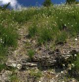 Subkontinentální širokolisté suché trávníky <i>(Cirsio-Brachypodion pinnati)</i>