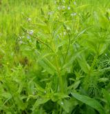 rozrazil drchničkovitý <i>(Veronica anagallis-aquatica)</i> / Habitus